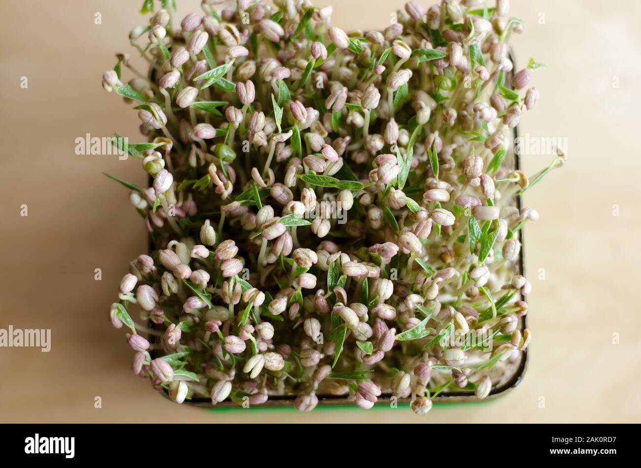 Making of mungbean sprouts on a tray on a wooden table. Unfocused background. Day 6 Stock Photo
