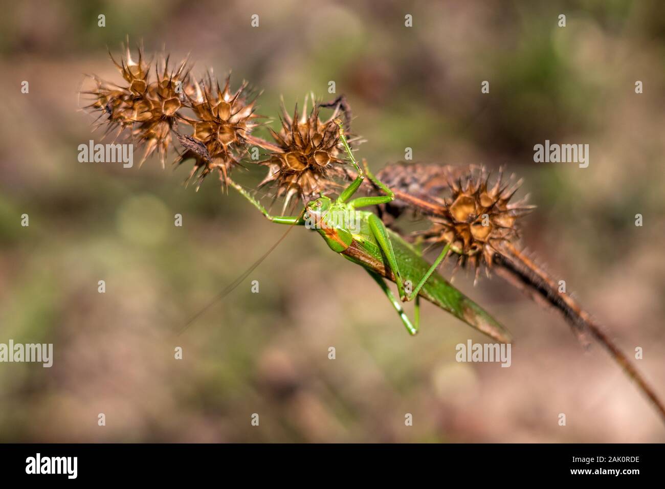 Grasshopper - Close-up view of the great green bush cricket a plant (Tettigonia viridissima) Stock Photo