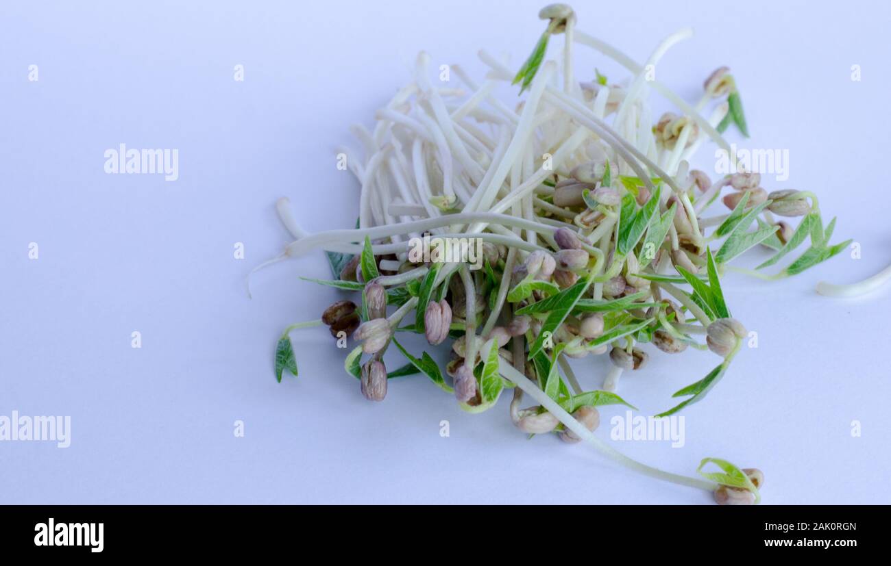 Mungbean sprouts on white background Stock Photo