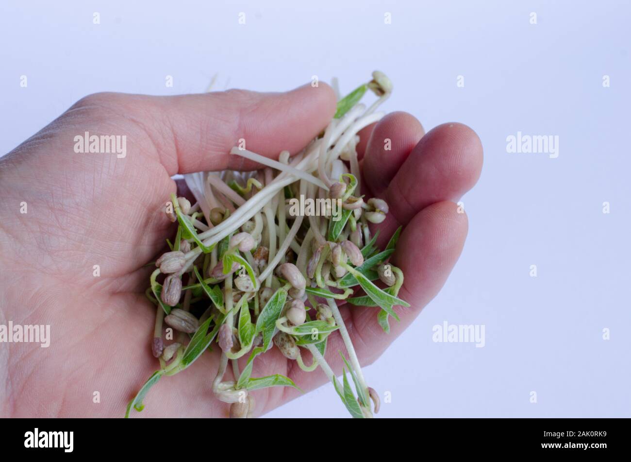 Mungbean sprouts in hand on white background Stock Photo