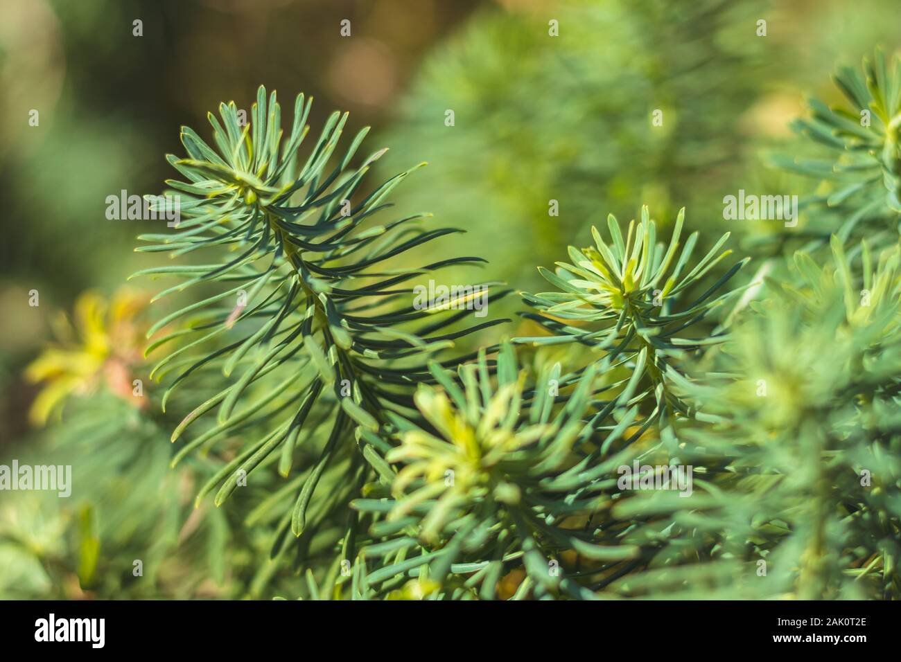 Euphorbia cyparissias - close-up view of green leaves of the cypress spurge plant Stock Photo