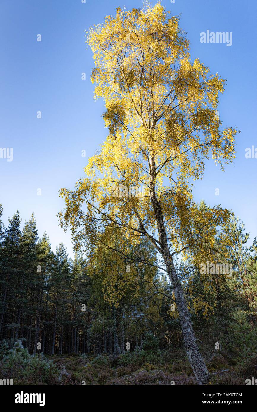 Birch at Abernethy Nature Reserve in the Cairngorms National Park. Stock Photo
