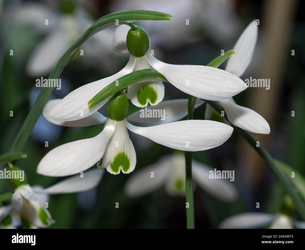 Green marked flowers of the winter blooming hardy snowdrop, Galanthus 'Atkinsii' Stock Photo