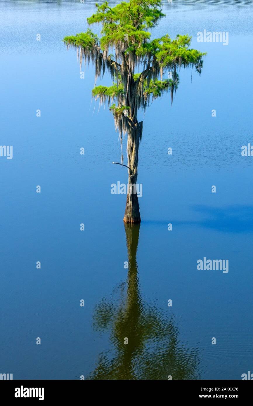 Bald Cypress tree growing out of a lake in Tallahassee, Florida Stock Photo