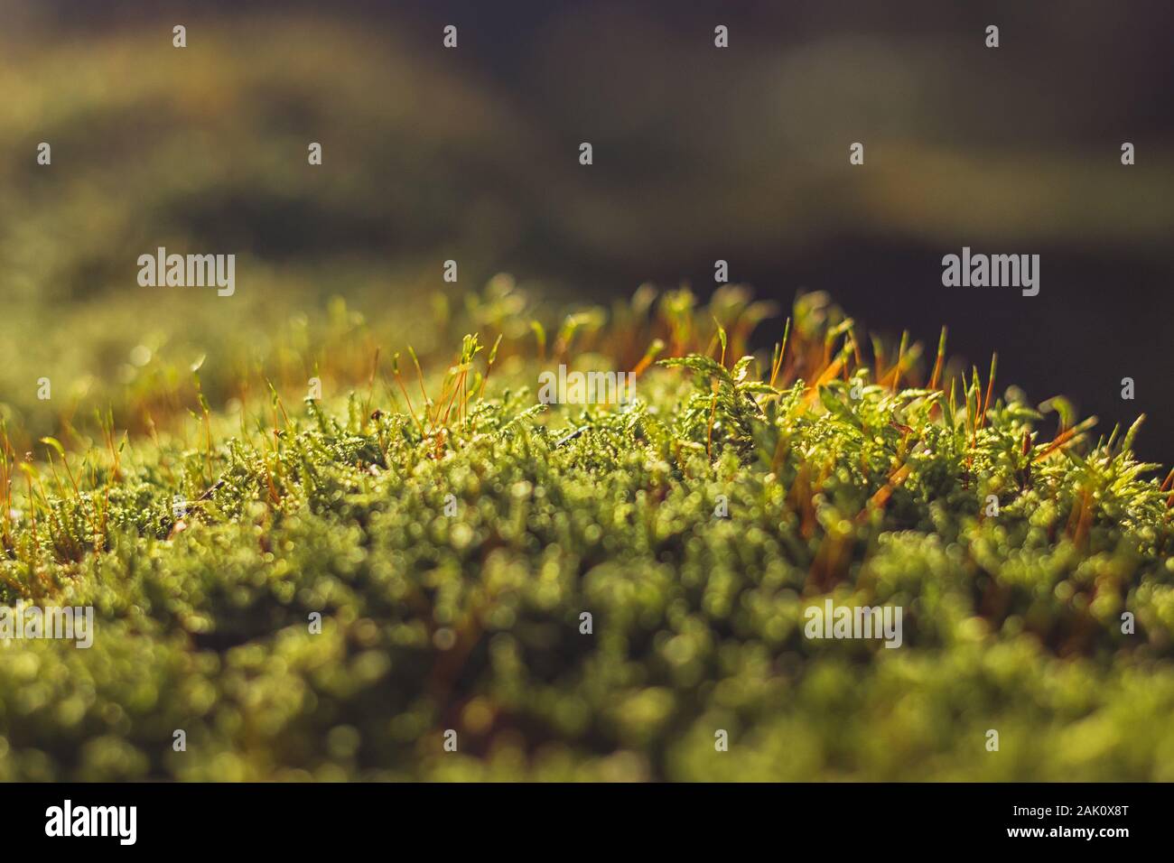 moss - close up view of green moss (illuminated by the sunlight) covering ground in dark forest Stock Photo