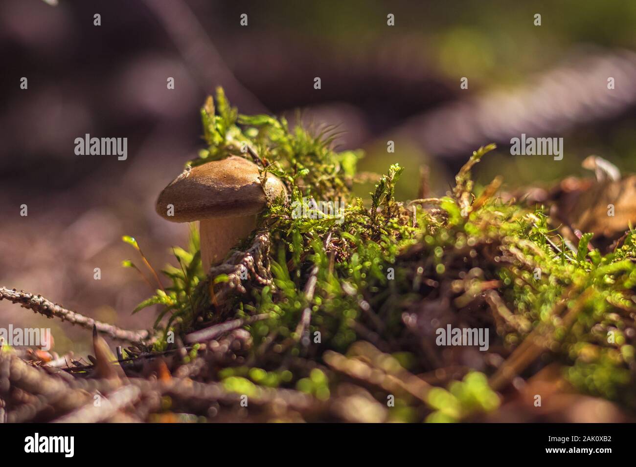 mushroom - close up view of a small mushroom hidden in moss and pine needles, in the forest, lit by sunlight Stock Photo