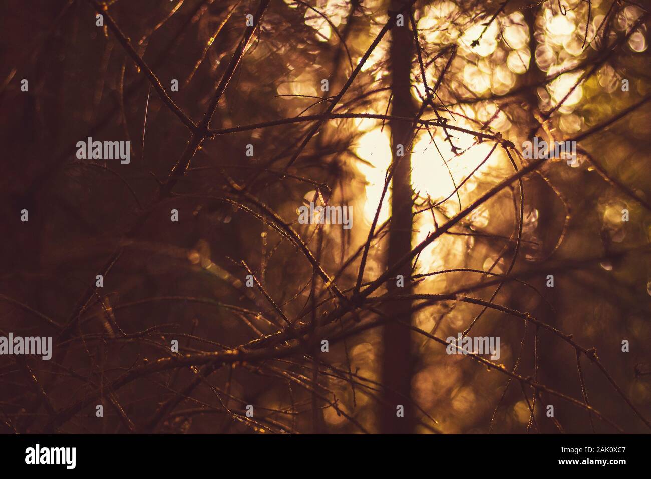 sunset in the dark forest - setting sun shining through the tangle of branches and trunks of coniferous trees Stock Photo