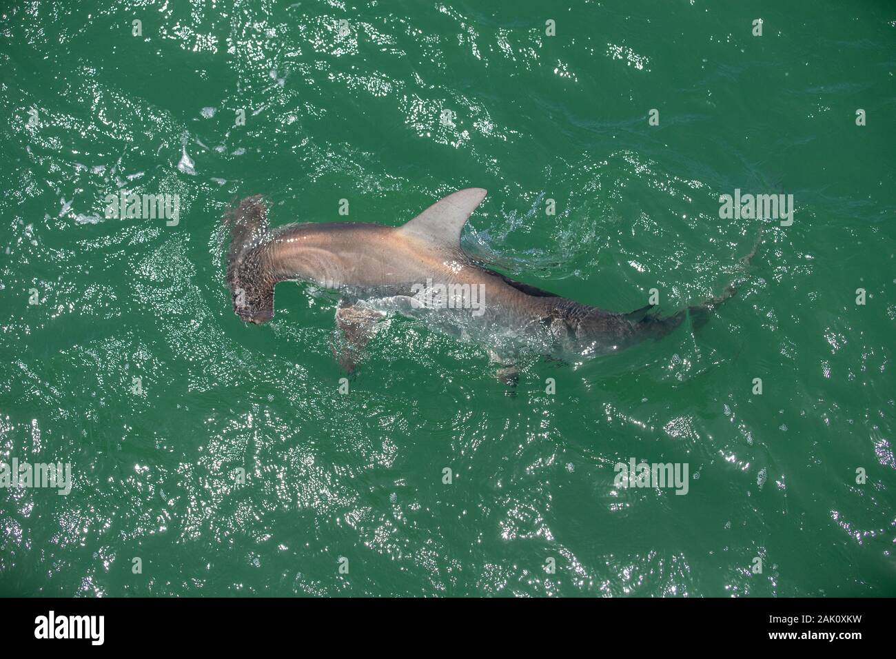 Hammerhead Shark at the Pier in Naples, Florida Stock Photo