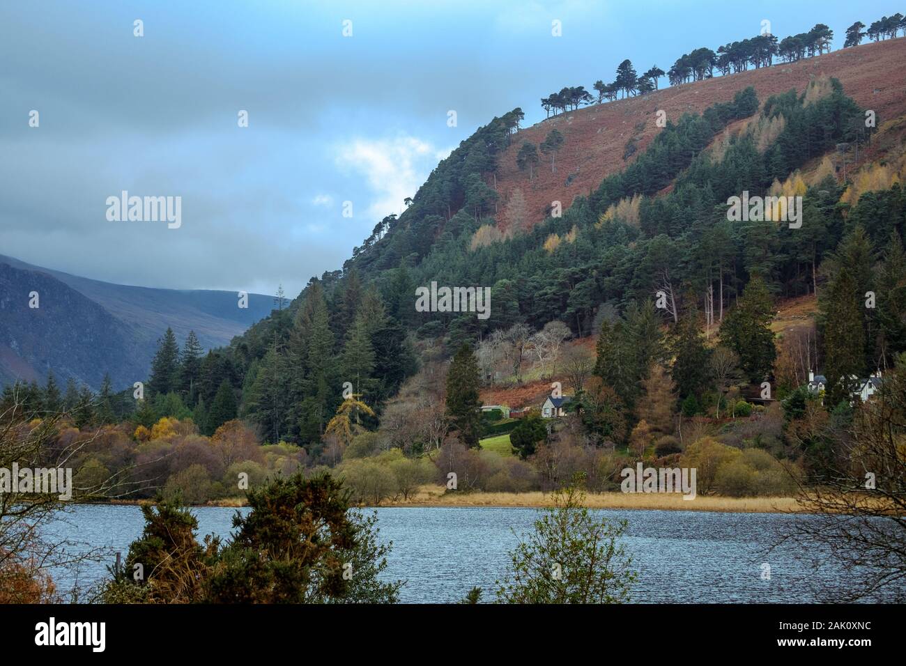 A pine forest climbs upon a steep hill at the lakeside in Glendalough, Wicklow Mountains National Park. Some isolated houses between the trees. Stock Photo
