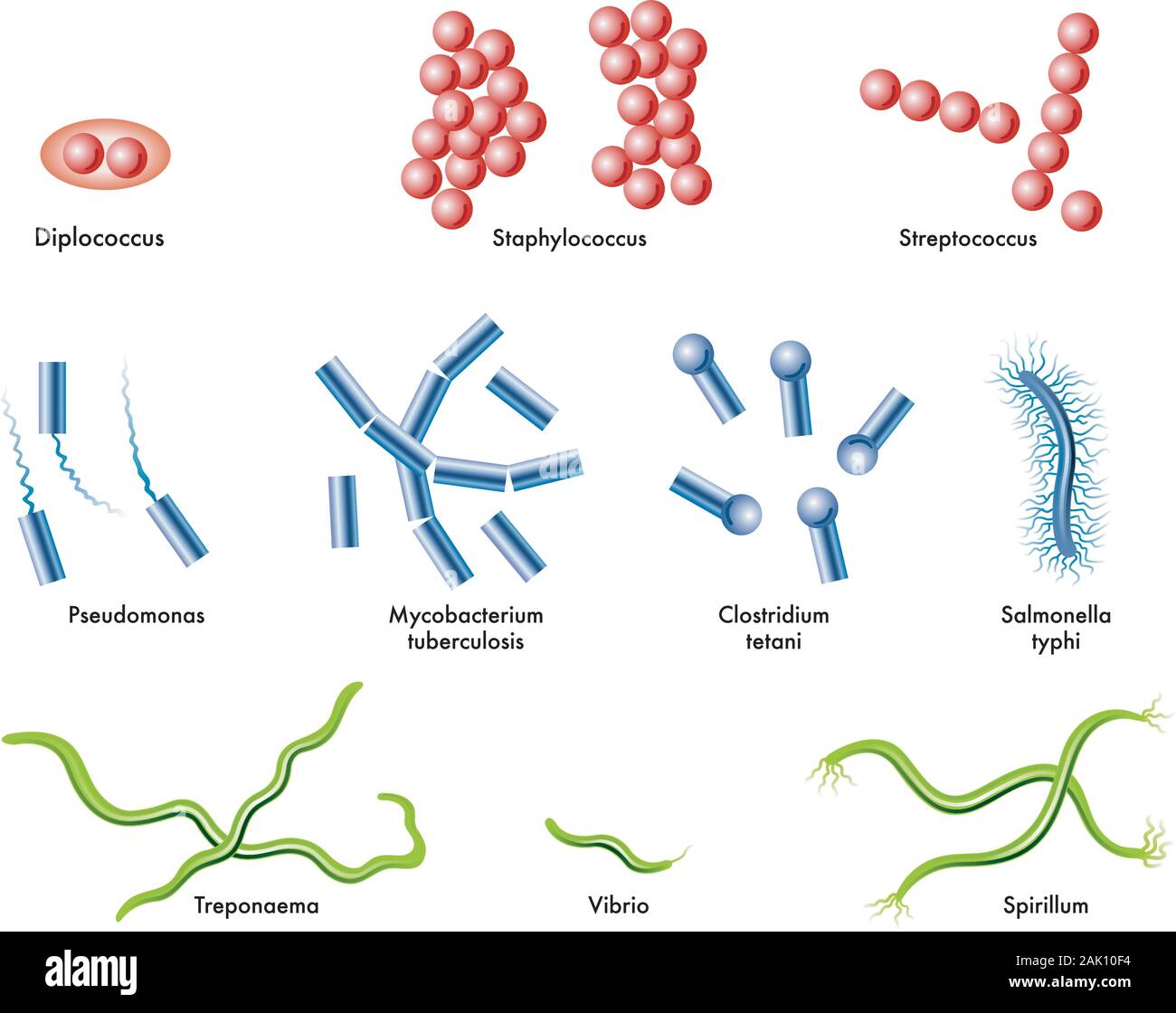 Medical illustration of some types of bacteria. Stock Vector