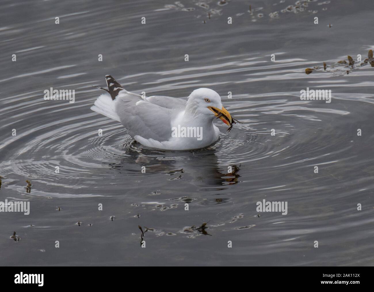 Gull herring (Larus argentatus) feeding on a crab, Loch Aline. Morvern