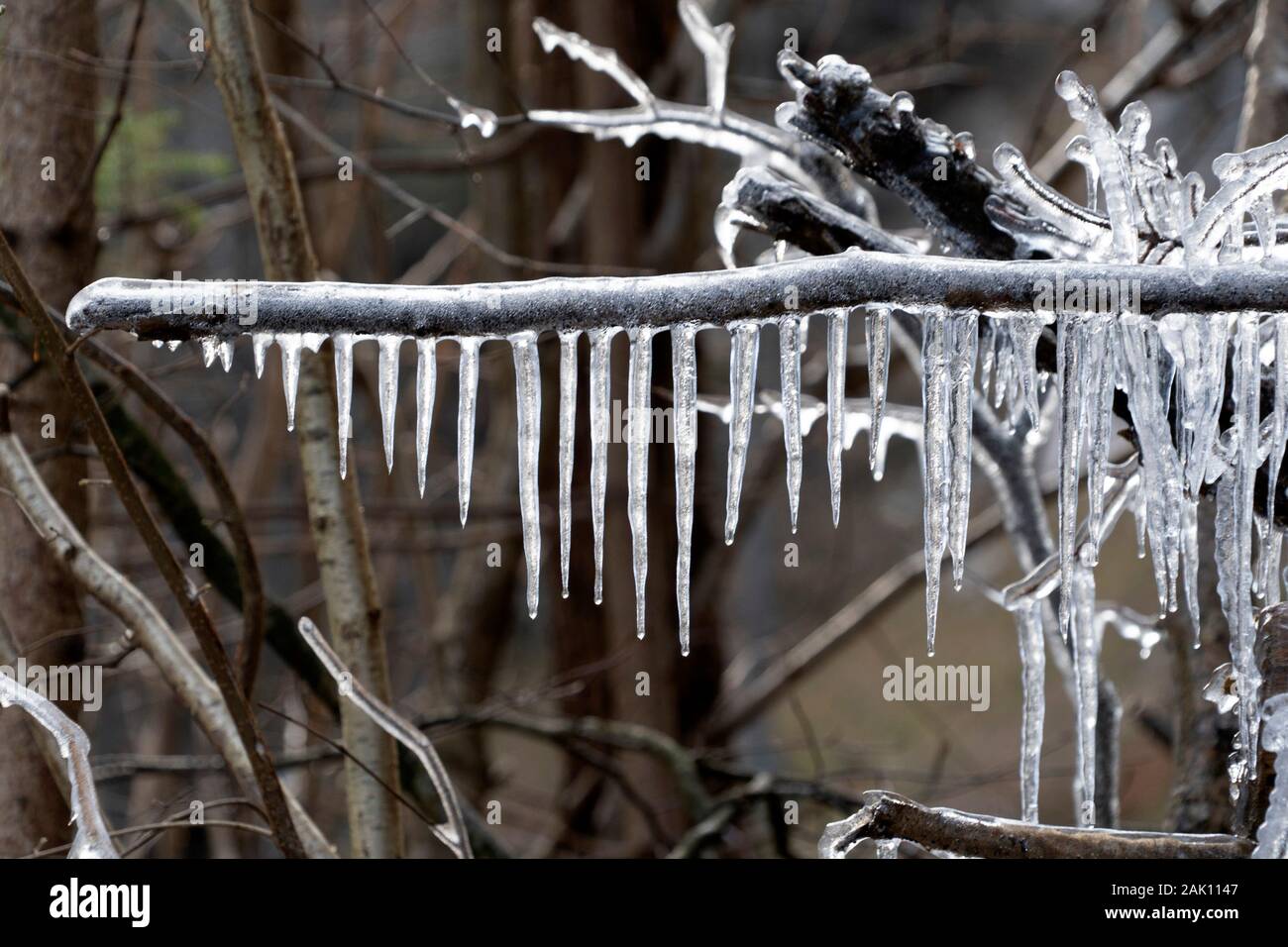 icicles frozen ice on tree branches in Winter season Stock Photo - Alamy, image size:1300x956