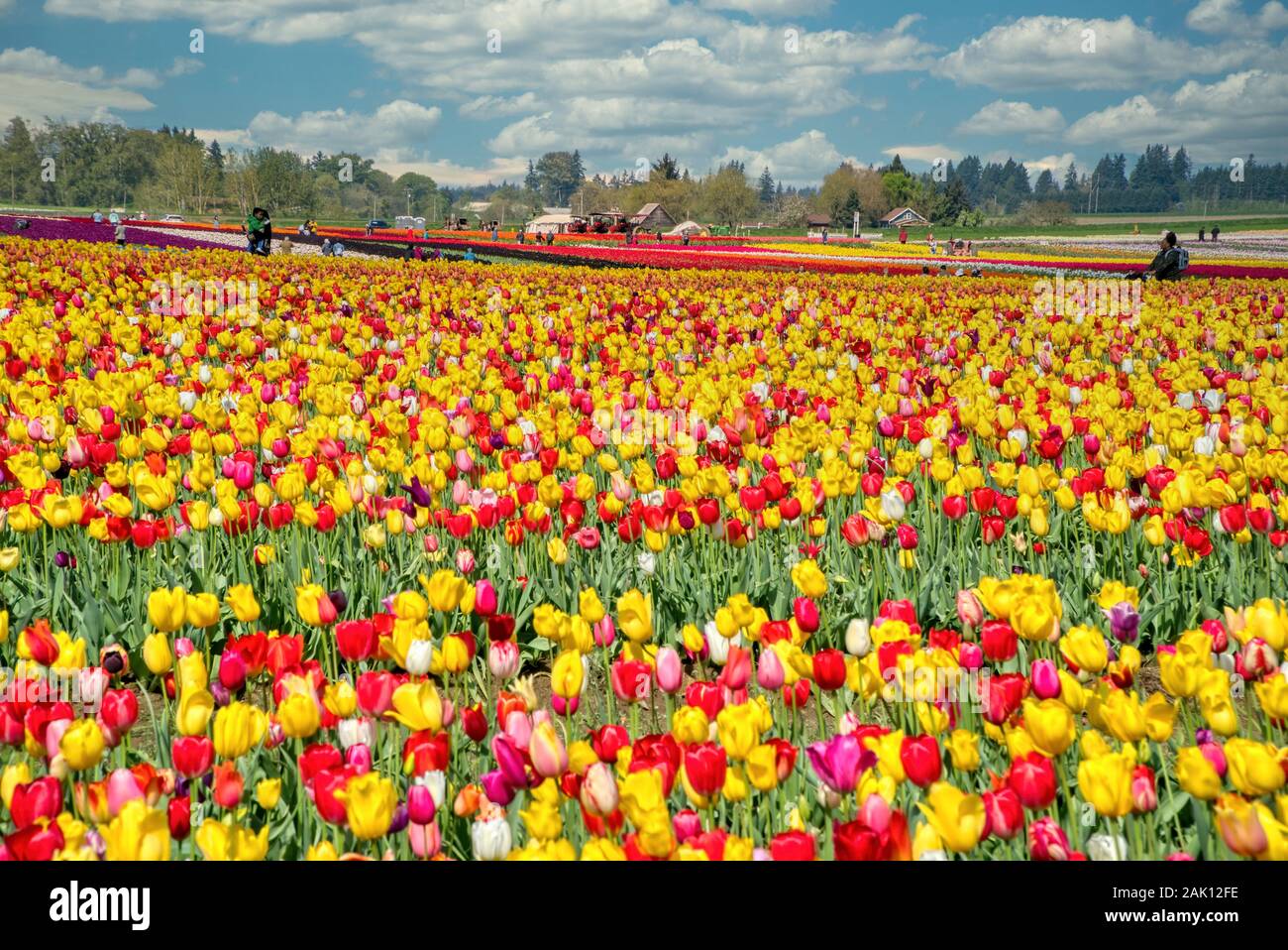 The annual Tulip Fest at the Wooden Shoe Tulip Farm, located in Woodburn, Oregon, will start on March 20th, 2020 and go through the first week in May. Stock Photo