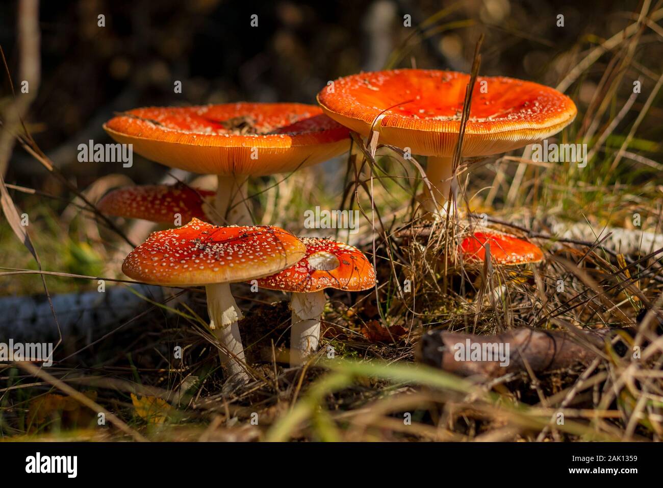 Amanita muscaria, the fly agaric - Close-up view of a group of mushrooms in the forest Stock Photo