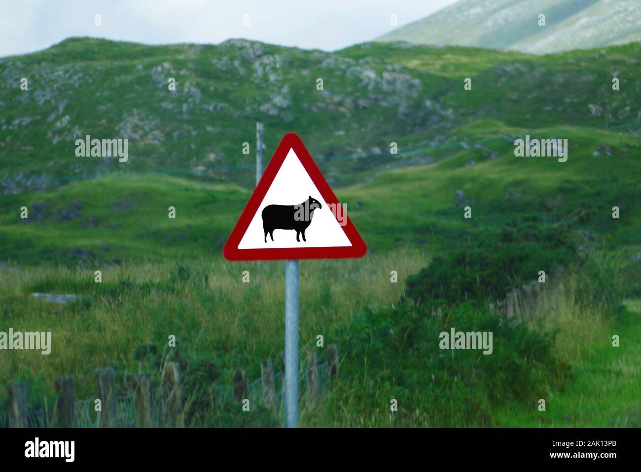 Verkehrsschild, Schaf auf weißem Hintergrund mit rotem Dreieck in den Highlands von Schottland Stock Photo