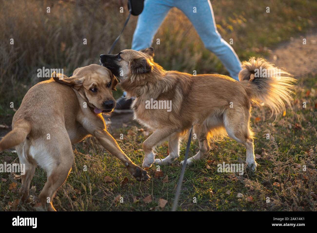 Two dogs are playing outside. Funny face of labrador puppy during the game with mixed-breed dog. Stock Photo