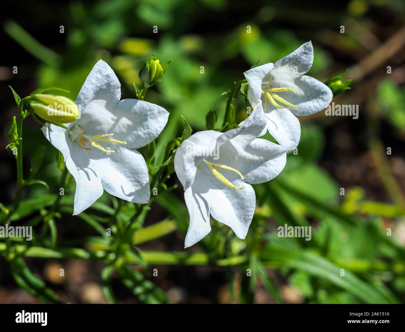 Large white flowers and buds on a Campanula plant in a summer garden in North Yorkshire, England Stock Photo