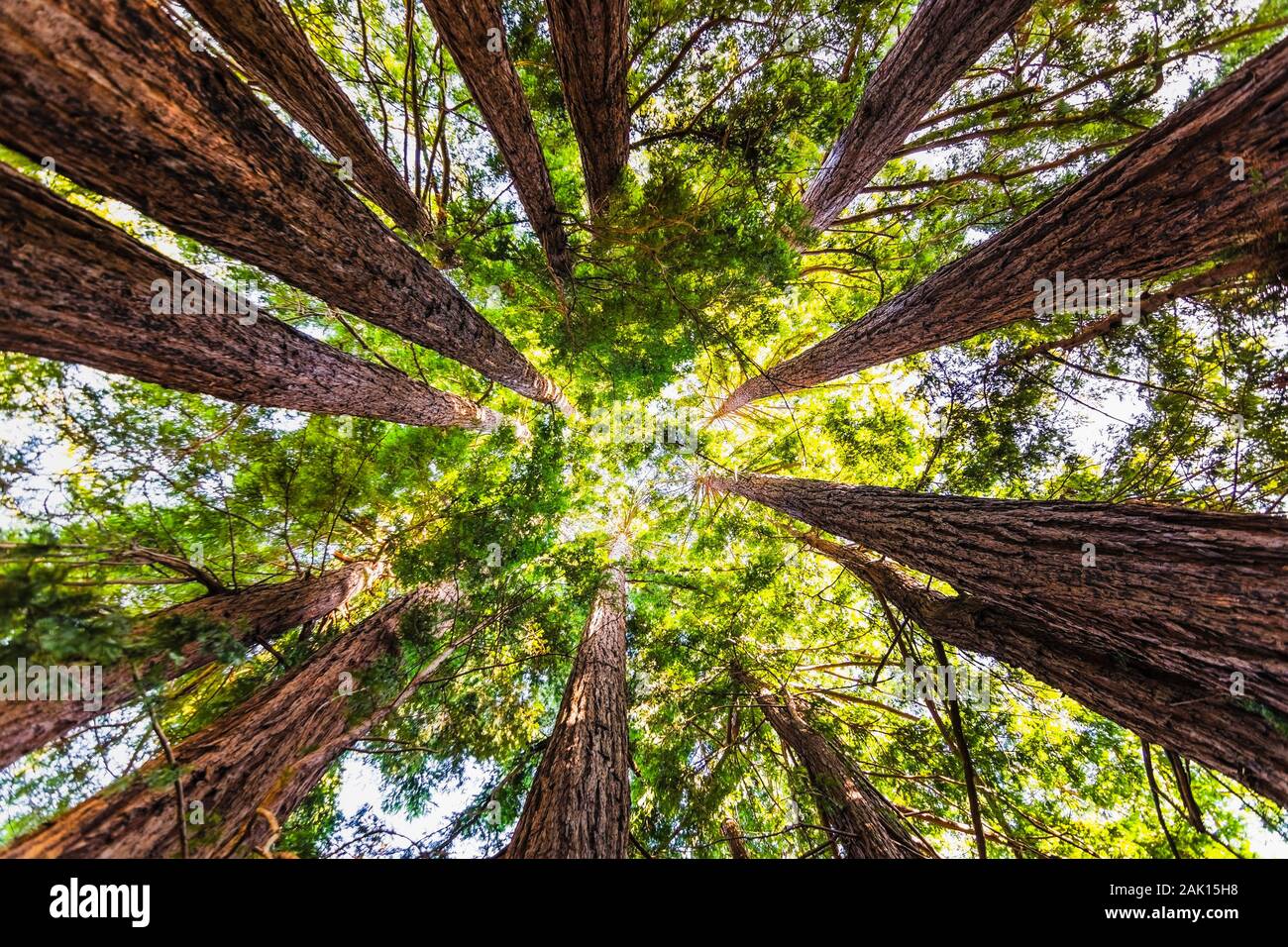 Looking up in a Coastal Redwood forest (Sequoia Sempervirens), converging tree trunks surrounded by evergreen foliage, Purisima Creek Redwoods Preserv Stock Photo