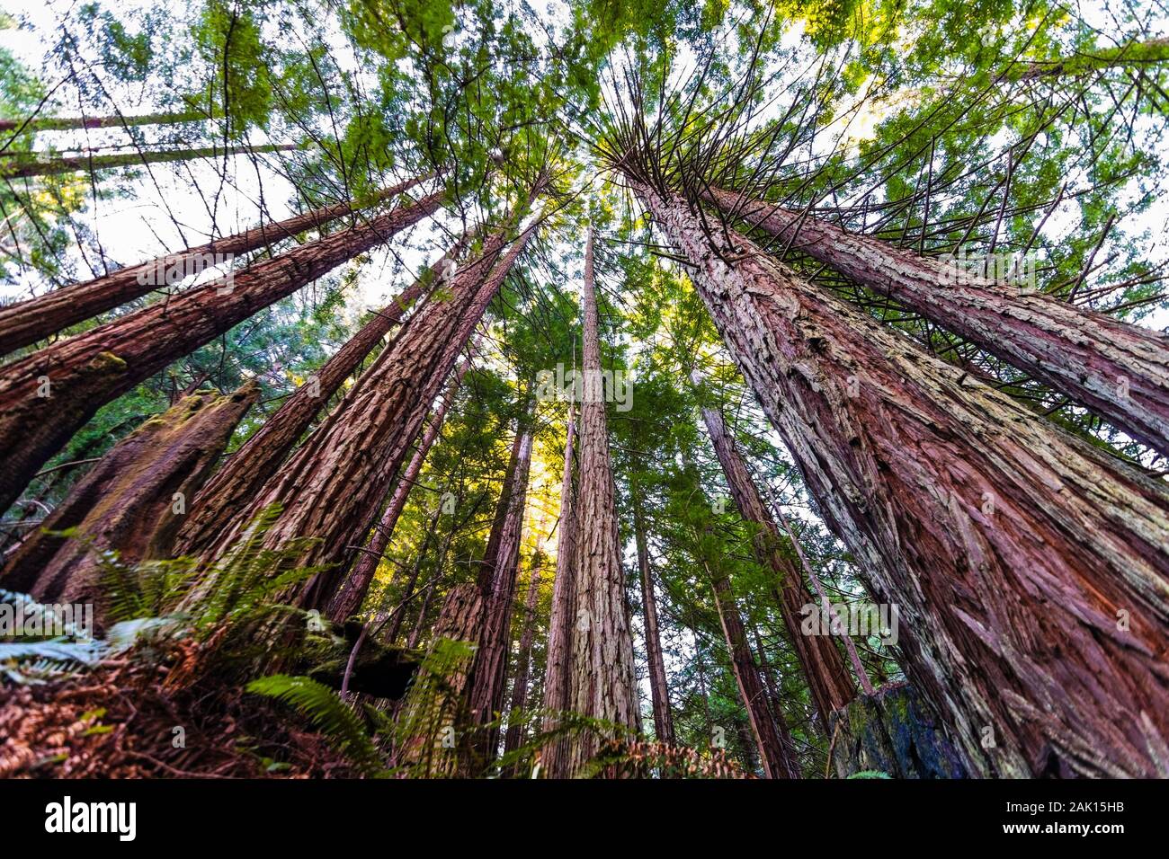 Looking up in a Coastal Redwood forest (Sequoia Sempervirens), converging tree trunks surrounded by evergreen foliage, Purisima Creek Redwoods Preserv Stock Photo