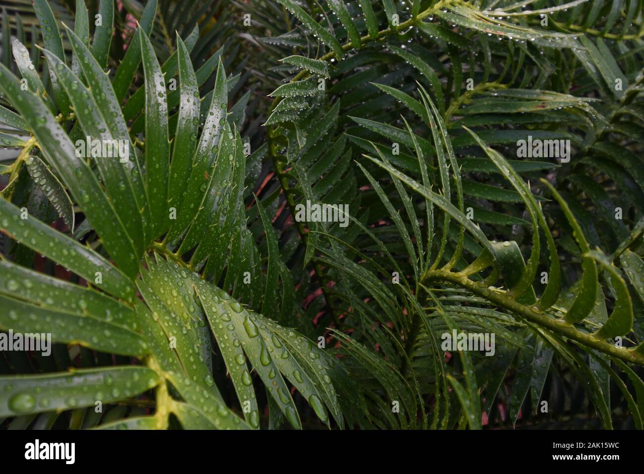 Wet Tropical Green Cycad Leaves (Encephalartos sp.) Stock Photo