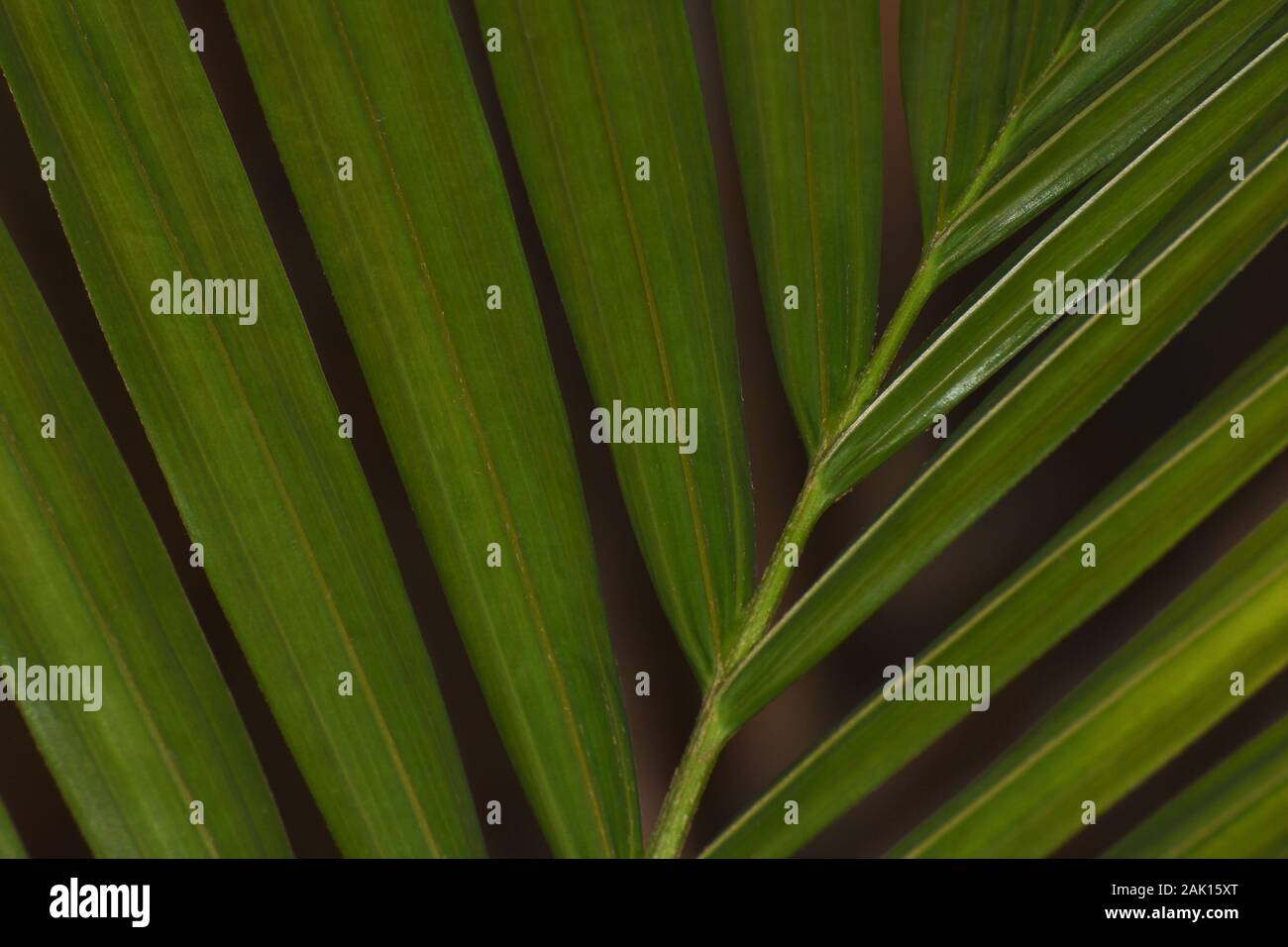 Green Majesty Palm Leaf Close-up Frame (Ravenea rivularis) Stock Photo