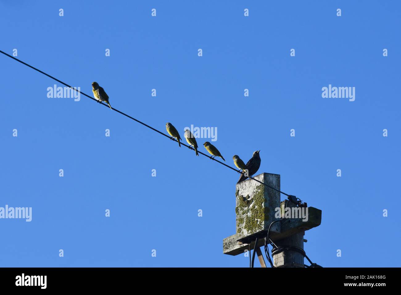 European Starling (Sturnus vulgaris) And Cape Canaries (Serinus canicollis) On Phone Pole Stock Photo