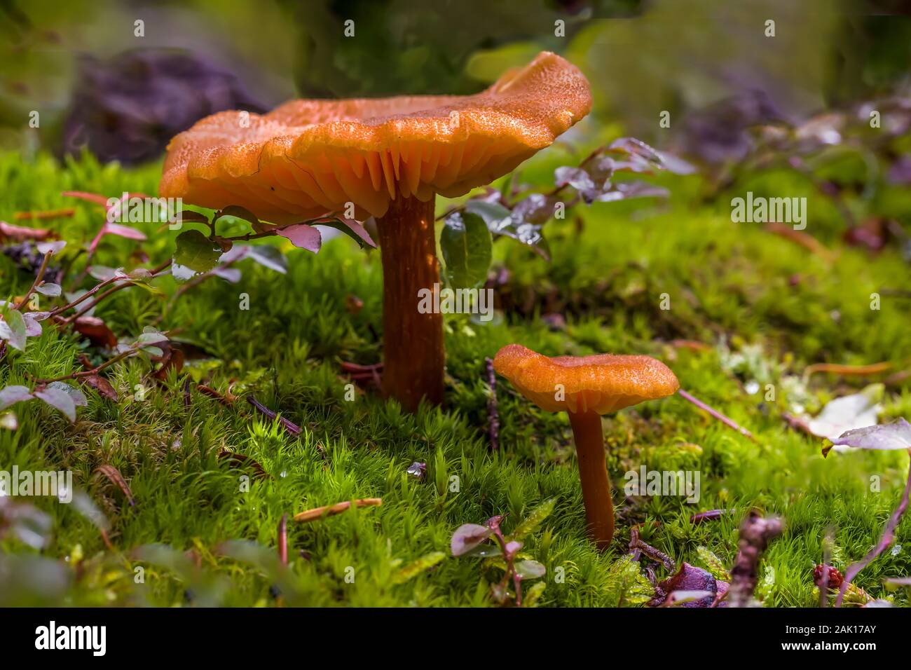 Gilled mushroom growing from on a mossy forest floor in September in Yoho National Park, British Columbia, Canada Stock Photo