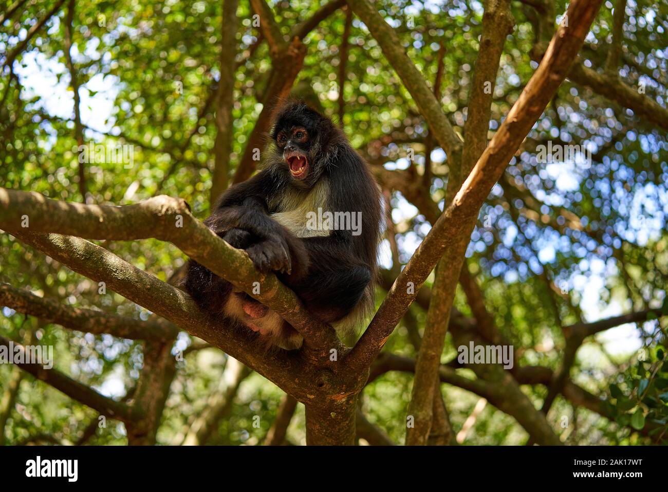 Monkeys in a tree Stock Photo