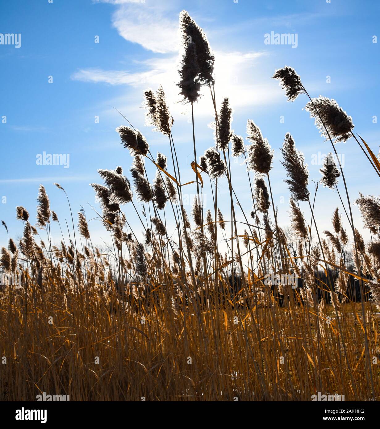 Blue sky clouds wild plants hi-res stock photography and images - Alamy
