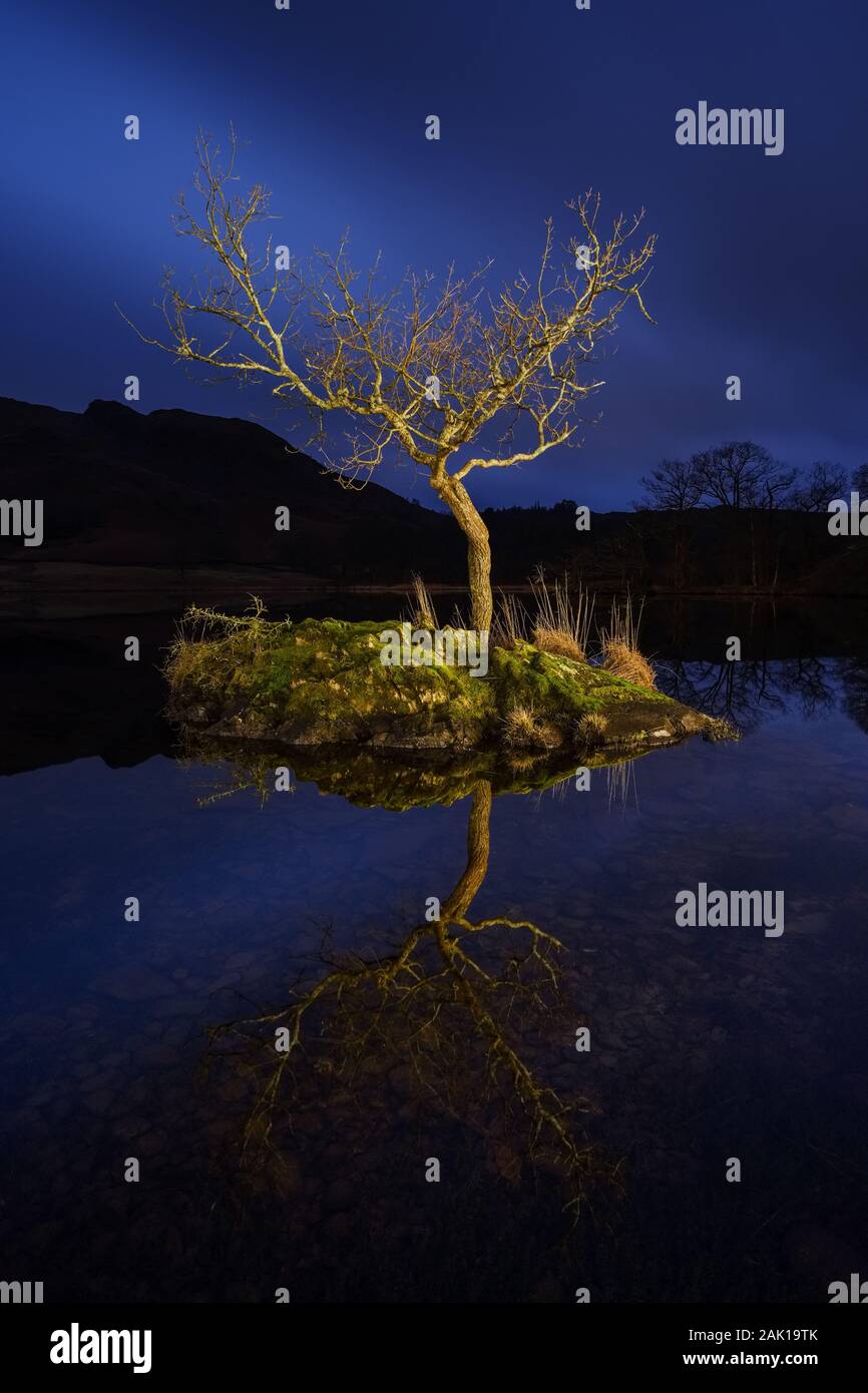 Isolated Tree at Rydal Water, Lake District, Cumbria, England, UK Stock Photo