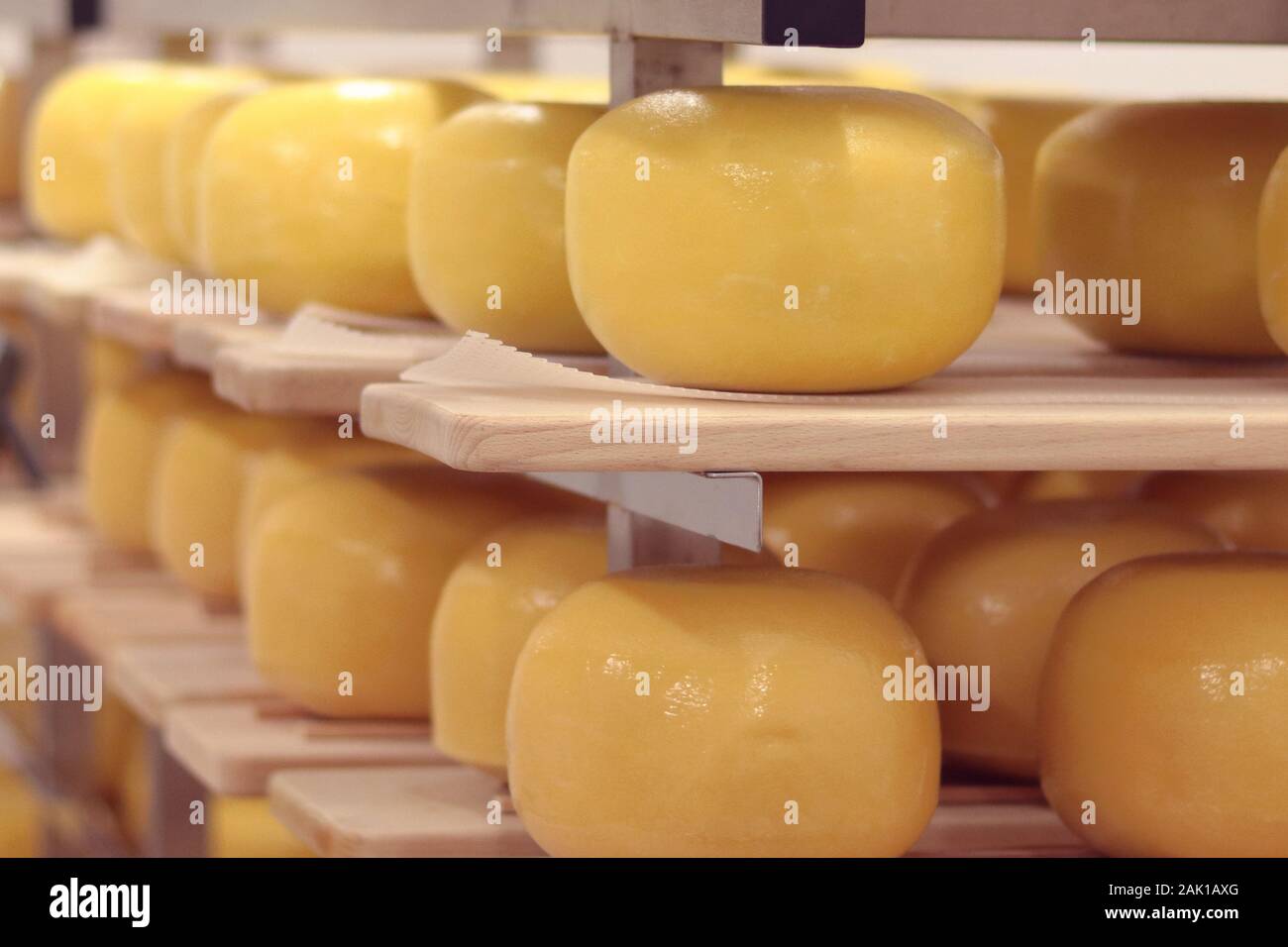 https://c8.alamy.com/comp/2AK1AXG/yellow-loaves-of-hard-cheese-stored-in-a-cold-dairy-cellar-2AK1AXG.jpg