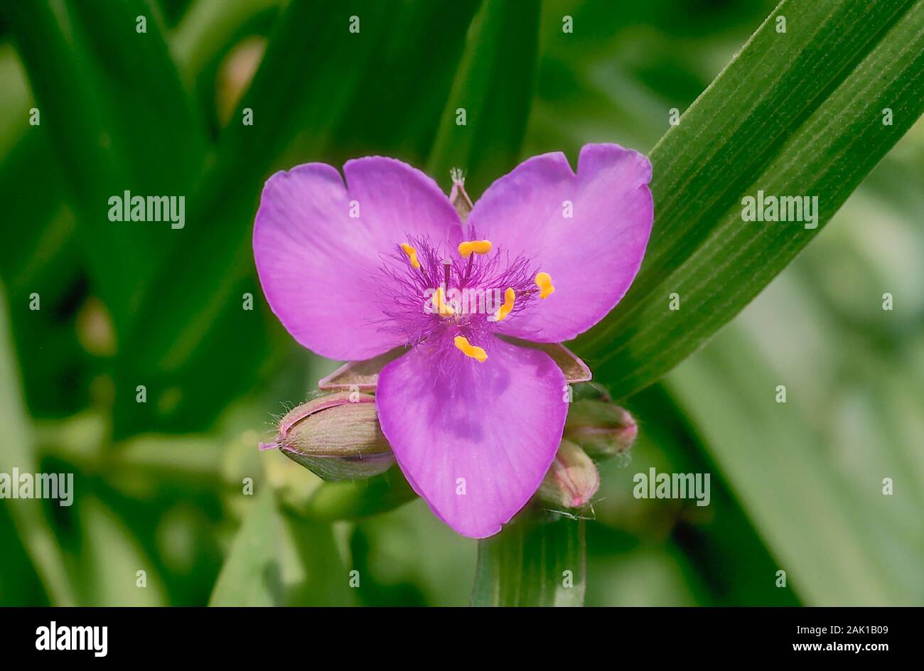 Tradescantia virginiana a single flower and buds.in close up set against a background of leaves. An evergreen perennial that is fully hardy. Stock Photo