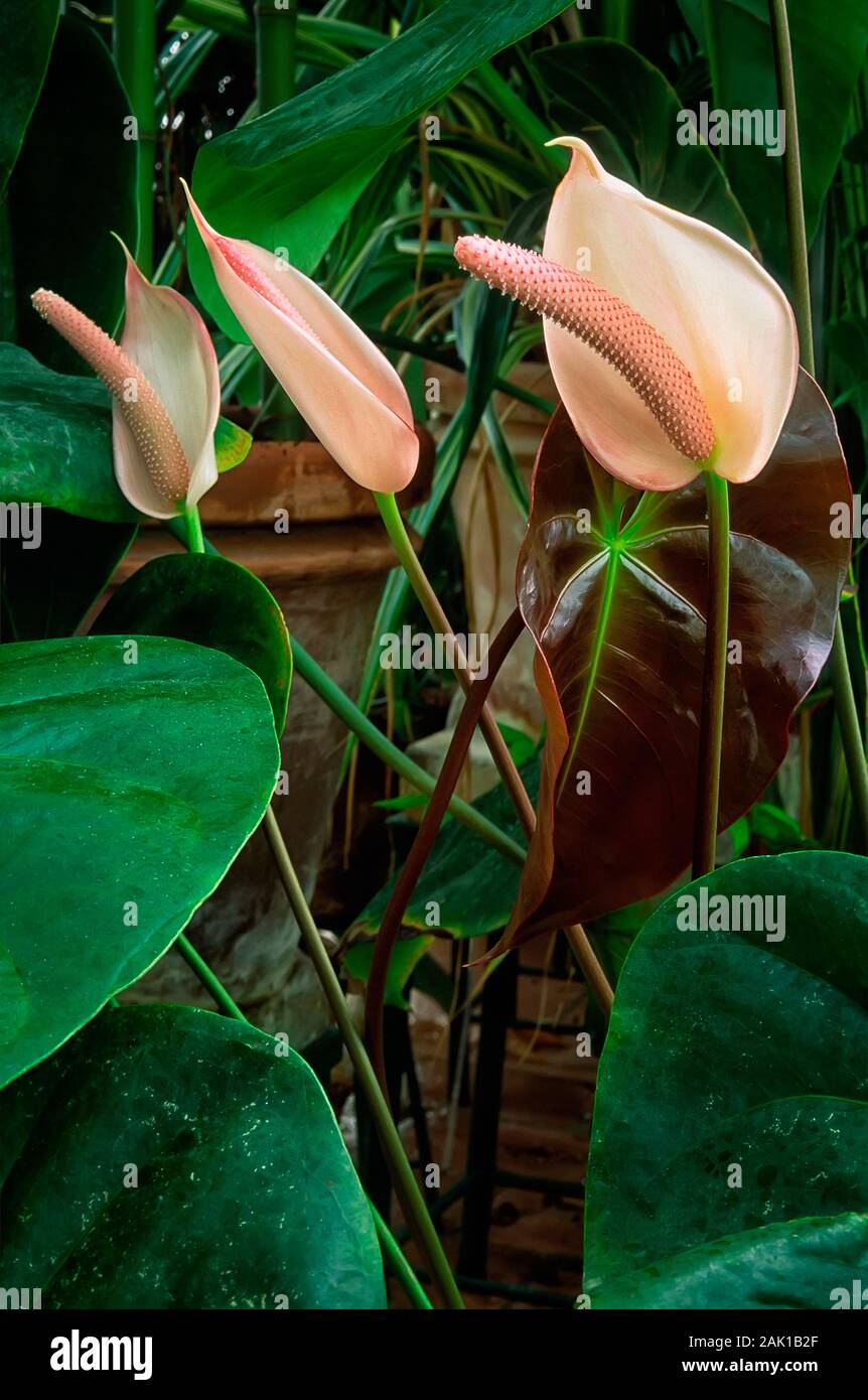 Houseplants, anthurium flowes (Anthurium nymphaeifolium Stock Photo - Alamy