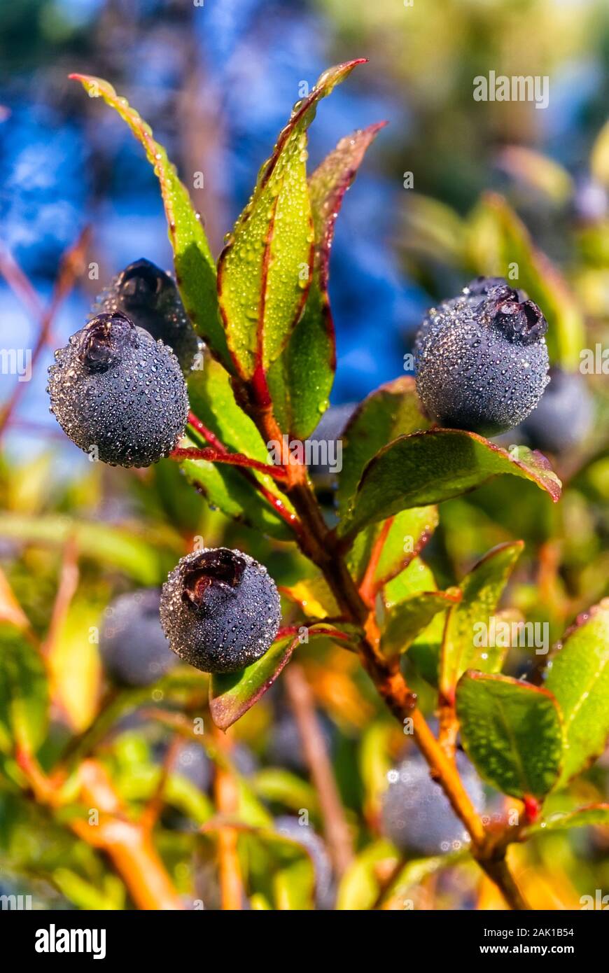 blue berries on myrtle branches, Myrtus communis Stock Photo