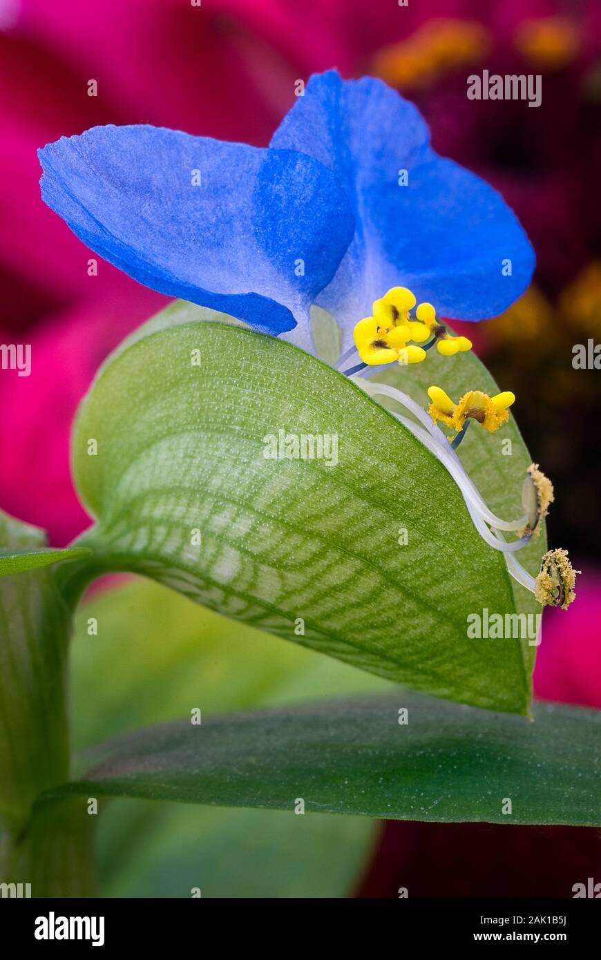 Asiatic dayflower (Commelina communis) is herbaceous annual plant. Stock Photo