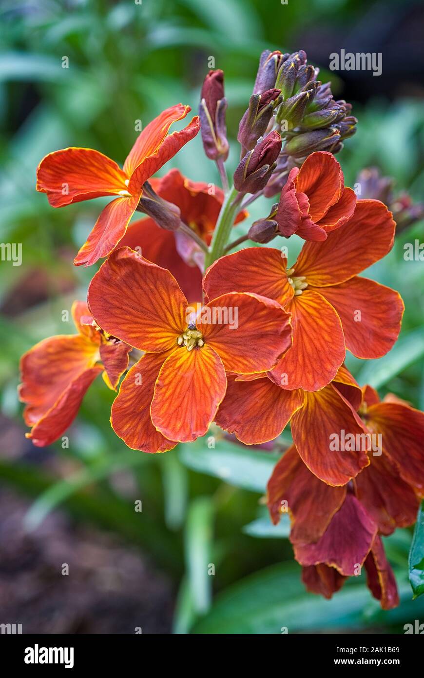 Orange Wallflower (Erysimum cheiri) in the garden Stock Photo