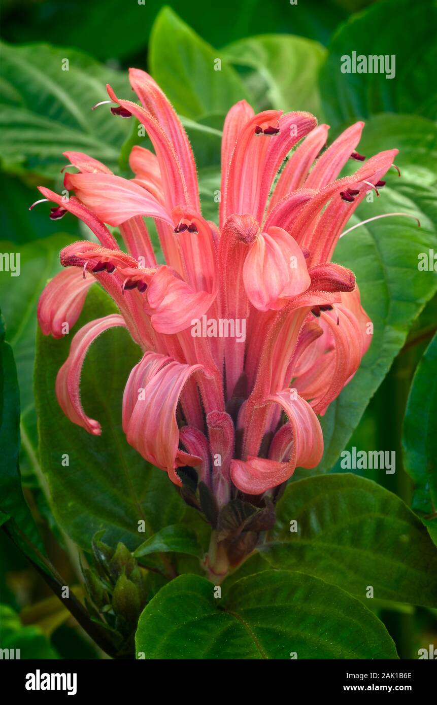 Brazilian Plume Flower (Justicia carnea) is a tropical flower Stock Photo