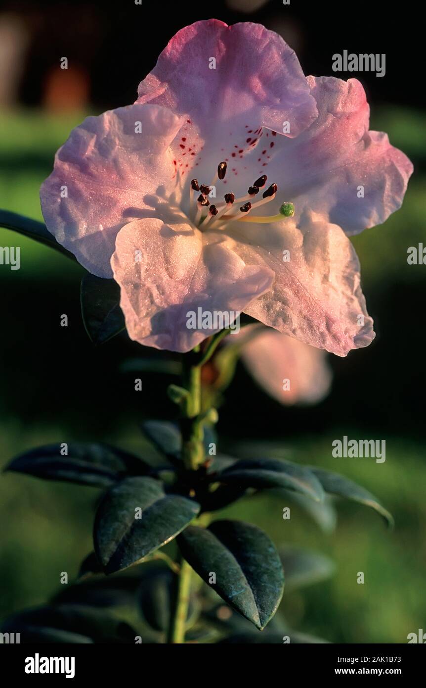Rhododendron moupinense, Ericaceae, evergreen shurbs of China, flowers White, Pink and Red. Stock Photo