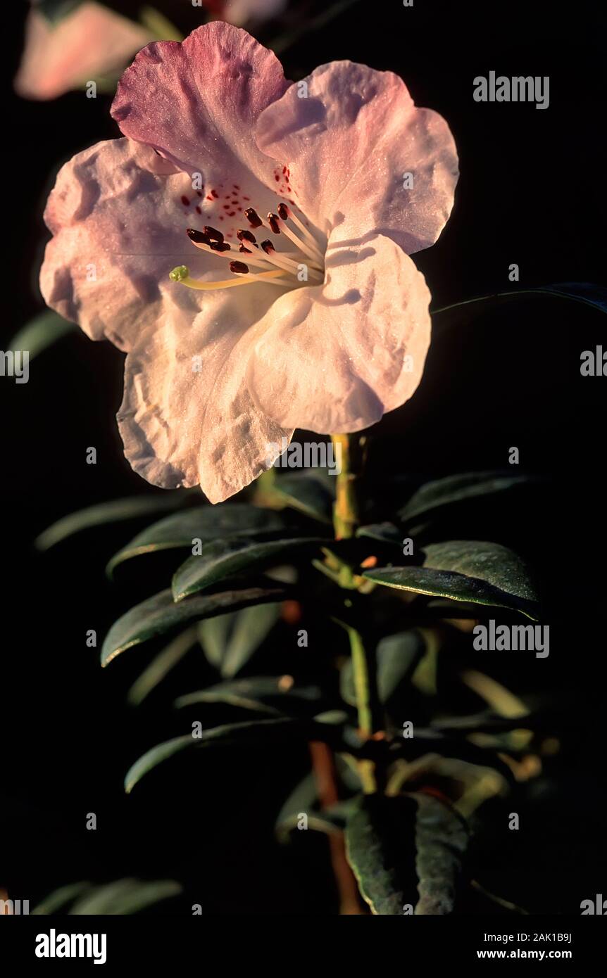 Rhododendron moupinense, Ericaceae, evergreen shurbs of China, flowers White, Pink and Red. Stock Photo