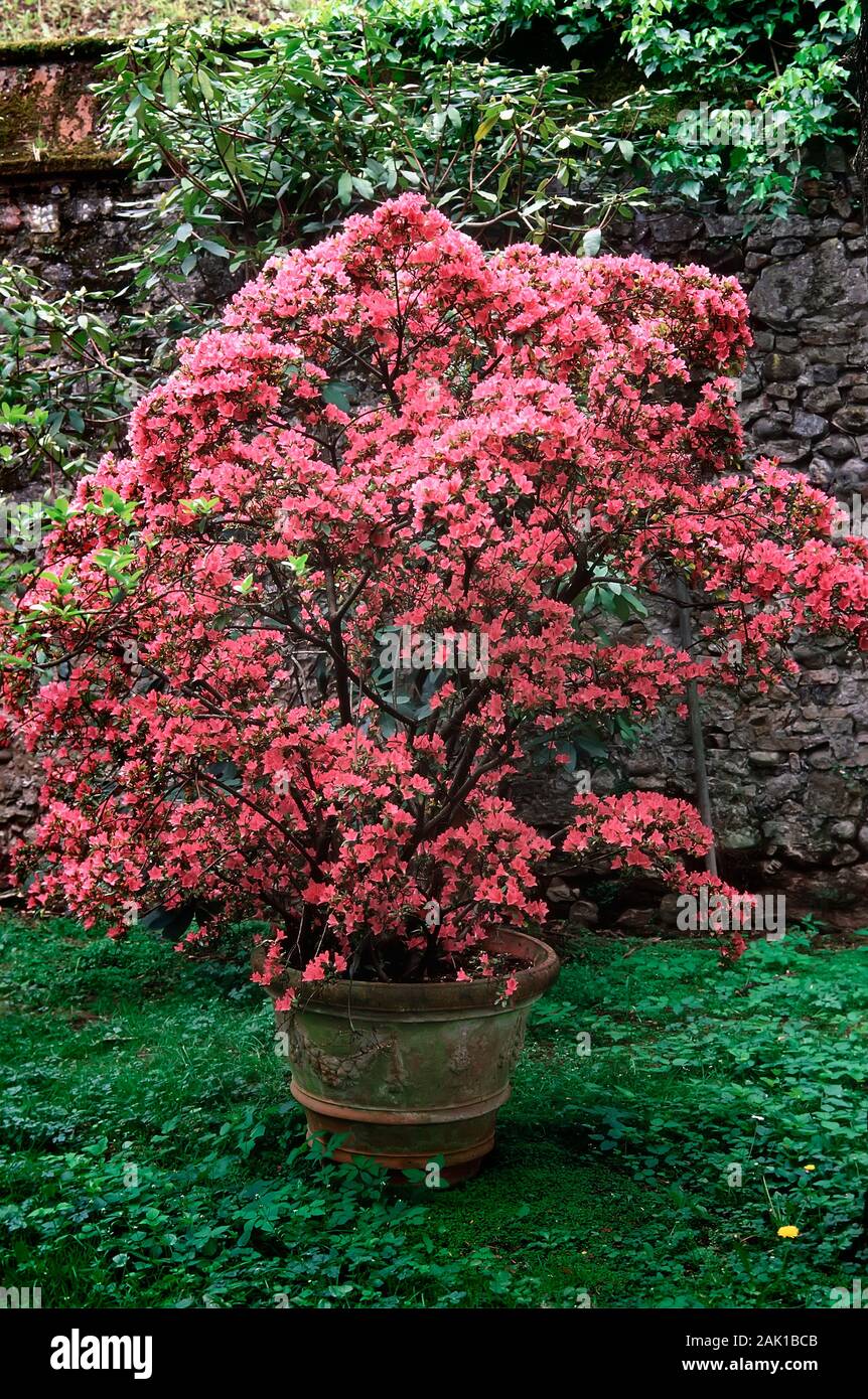 Rhododendron obtusatum, Azalea Japonica, Ericaceae, shurbs evergreen,  flowers lila Stock Photo - Alamy