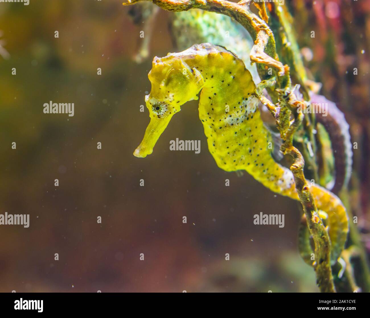 common yellow estuary seahorse with black spots, tropical aquarium pet from the indo-pacific ocean Stock Photo