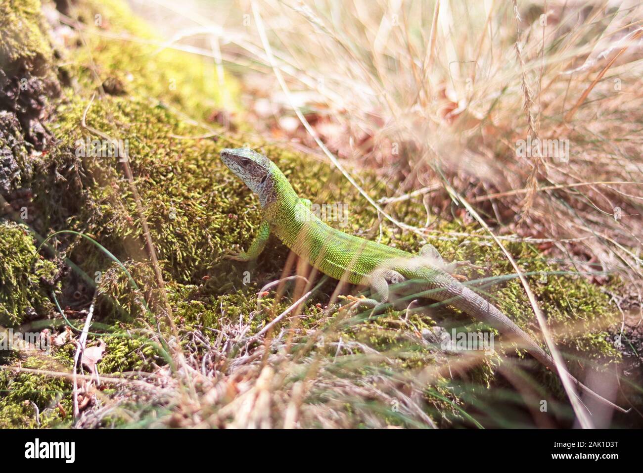 Small green lizard in grass on moss, sunlight Stock Photo
