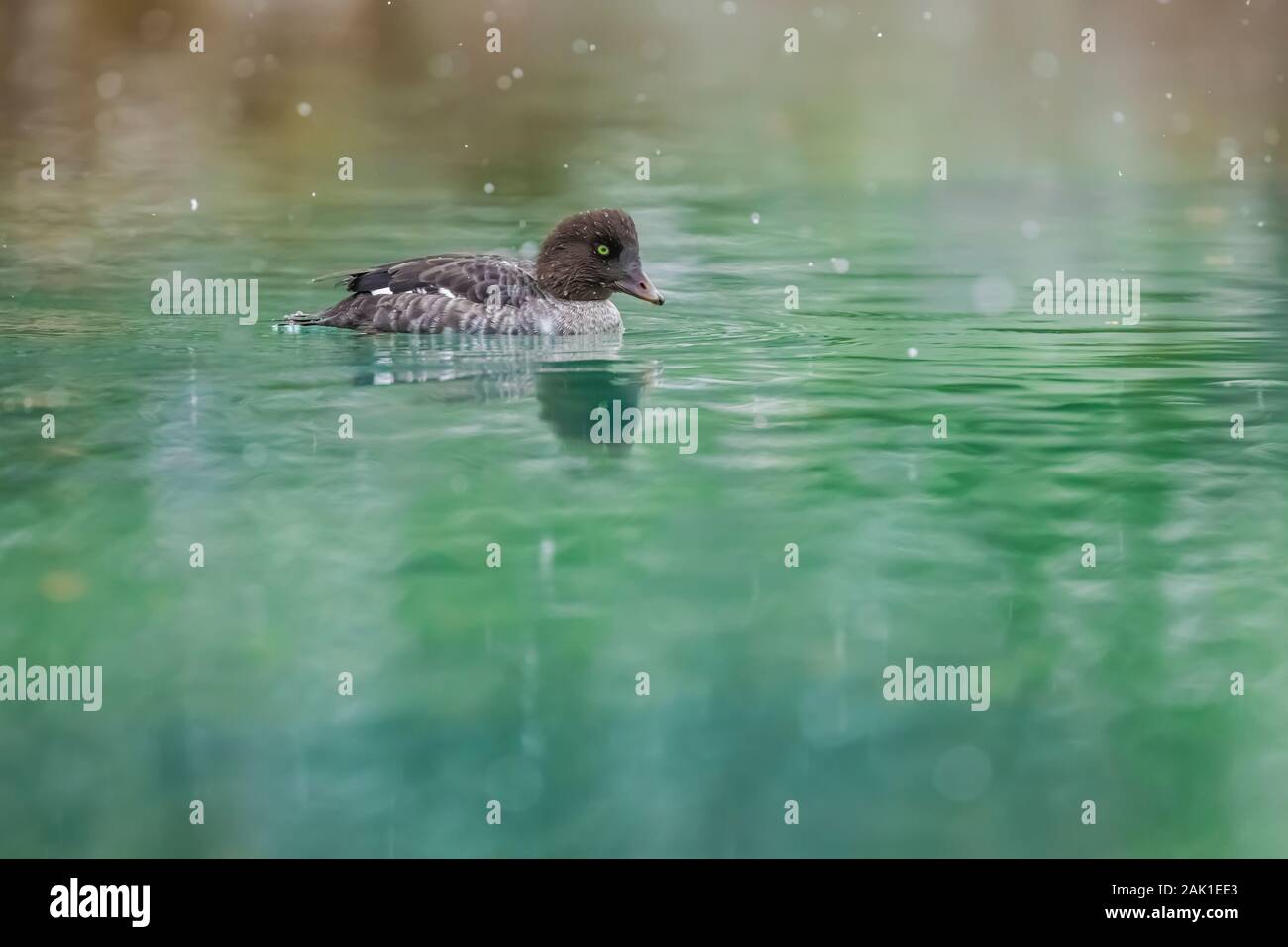 Female Barrow's Goldeneye, Bucephala islandica, diving in one of the Cascade Lakes in a snowstorm in September in Yoho National Park, British Columbia Stock Photo