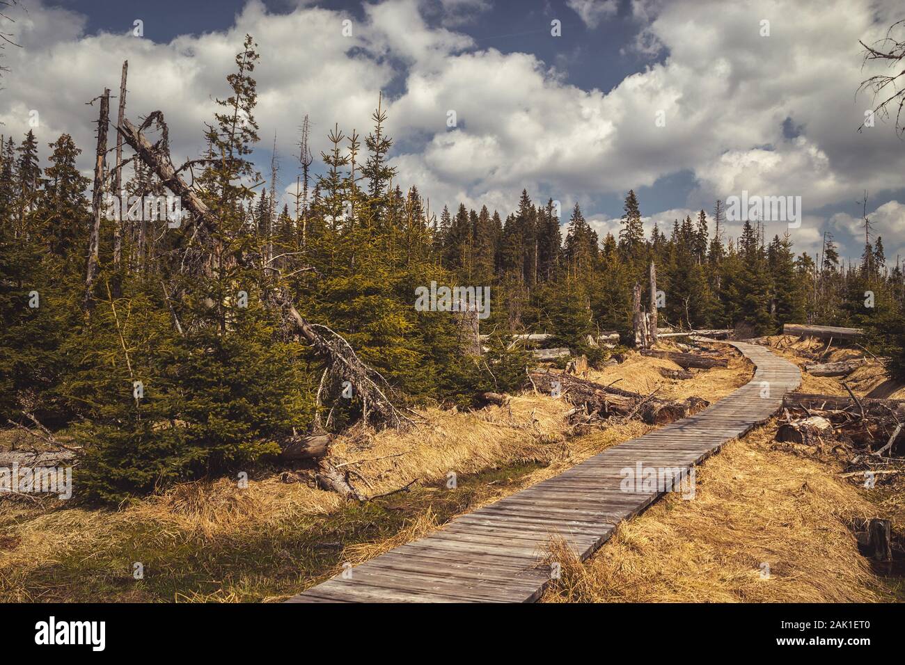 Path (wooden walkway) between trees (spruces) in the background sky with white clouds, Cikanska slat (Gypsy moor) - peat bogs in the Sumava Stock Photo