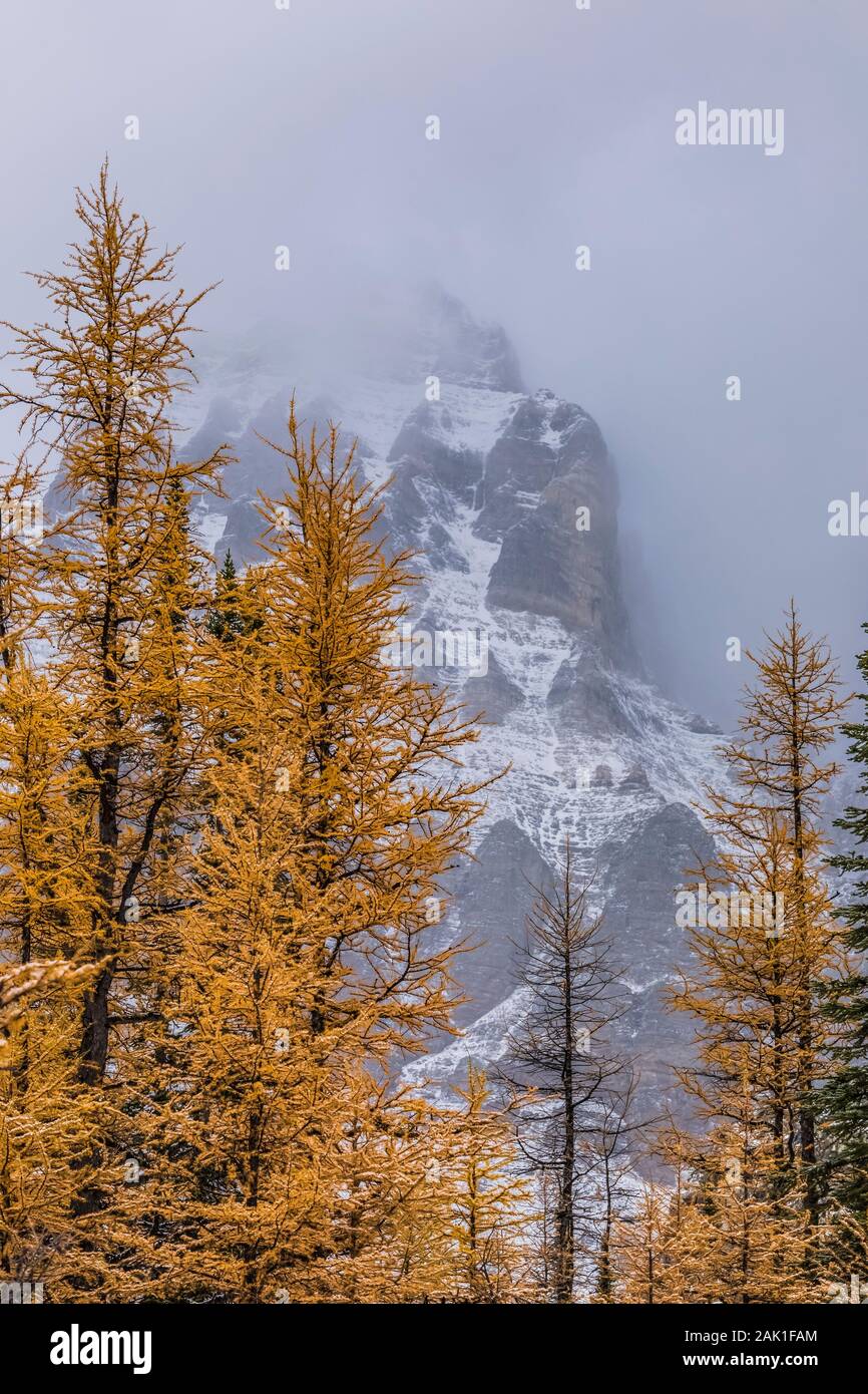 Golden Alpine Larches, Larix lyallii, on the Opabin Plateau in September in Yoho National Park, British Columbia, Canada Stock Photo