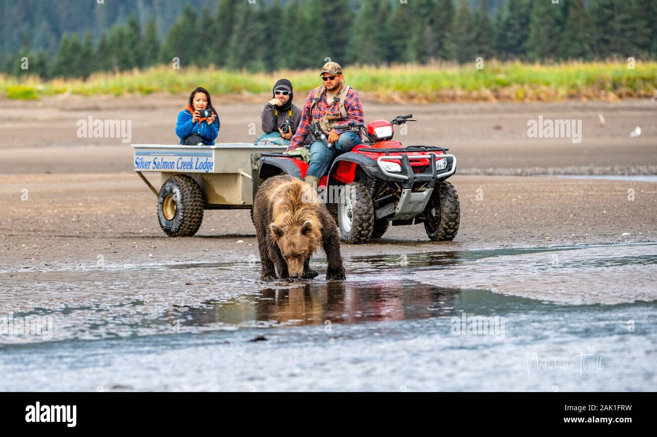 Millennials photographing grizzly in Alaska Stock Photo