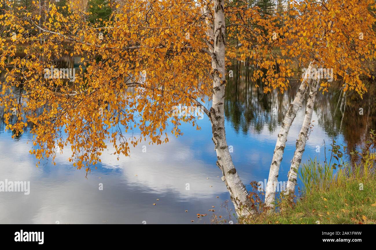 Autumn birch tree at the edge of Loretta Lake in northern Wisconsin Stock Photo Alamy