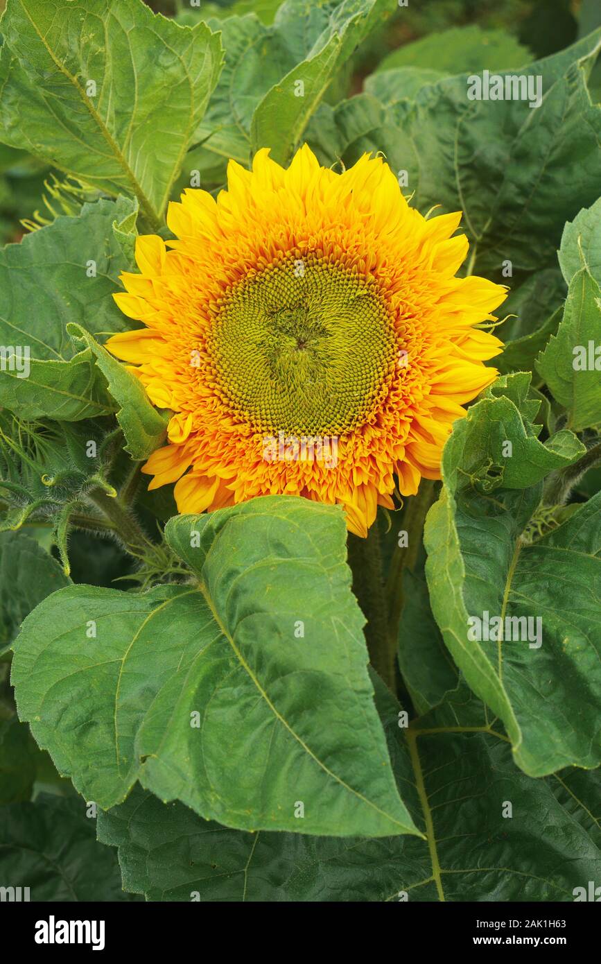sunflower in the garden - big yellow sunflower flower surrounded by large green leaves Stock Photo