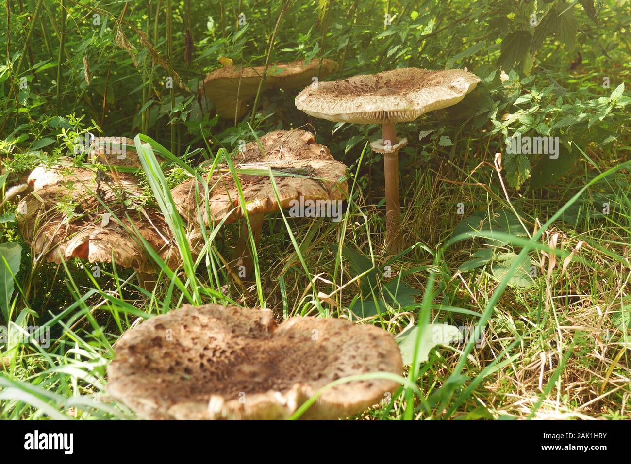 mushrooms in grass (Macrolepiota procera, the parasol mushroom) - Several large mushrooms on meadow in tall grass, sunny day Stock Photo