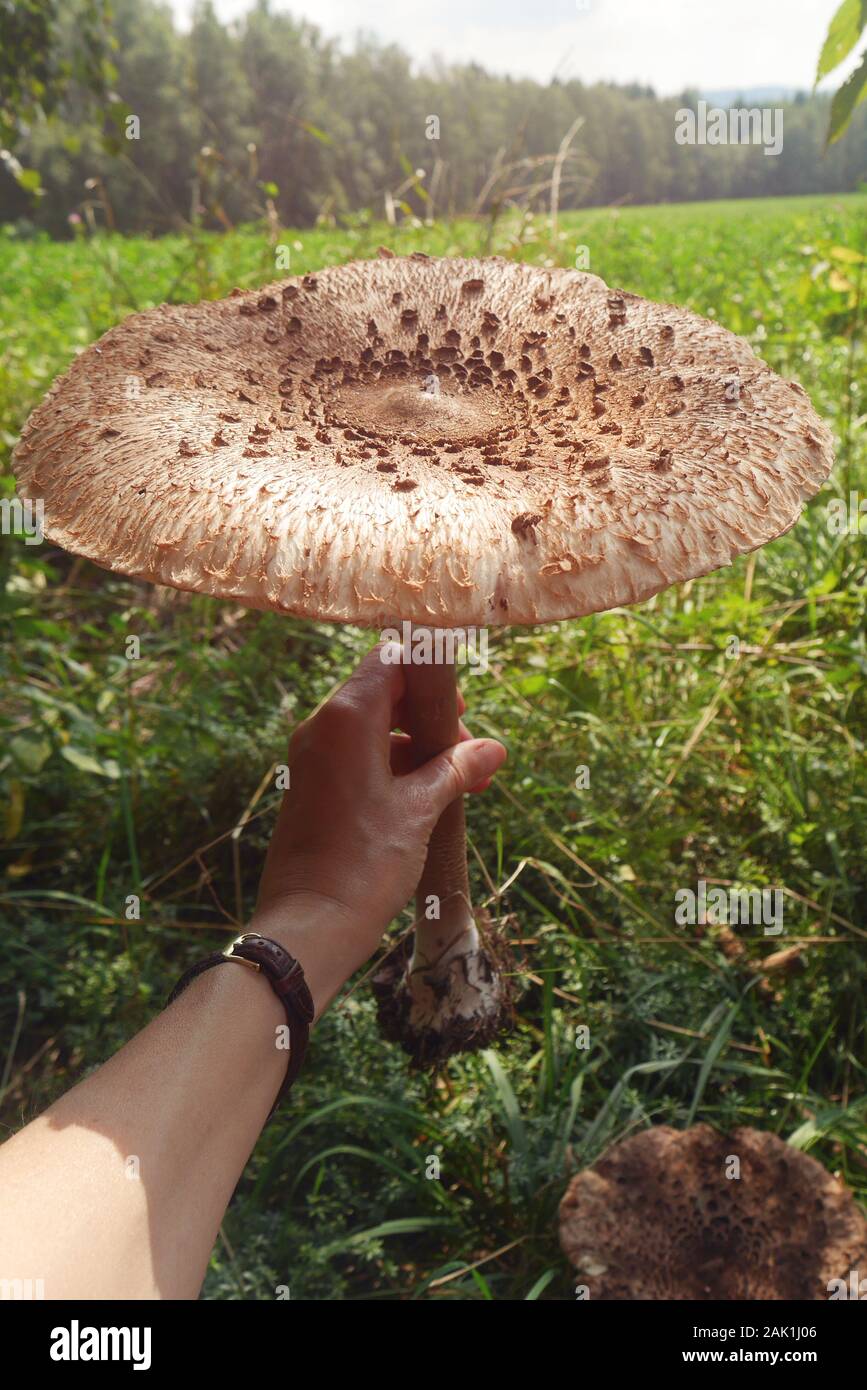 big mushroom in hand (Macrolepiota procera, the parasol mushroom) -  mushroom with a large parasol held in hand, on a meadow on a sunny day  Stock Photo - Alamy